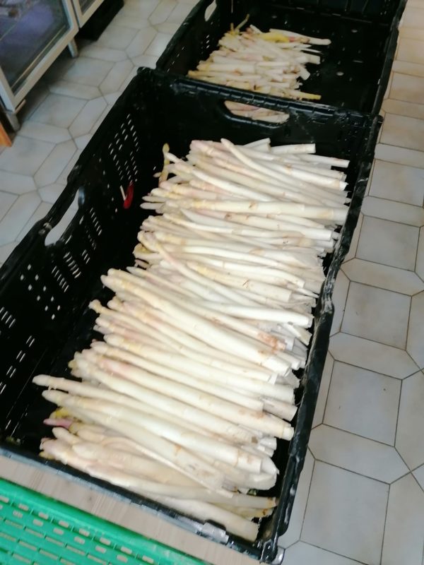 Asperges Bio Lugnez - Épluchées 1ère Cat.