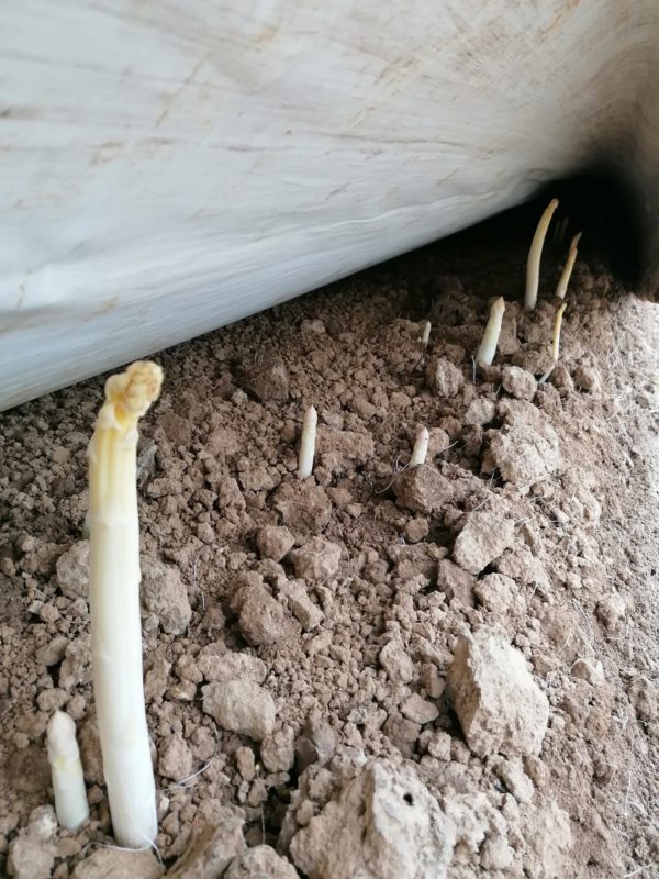 Asperges Bio Lugnez - Vertes 1ère Cat.