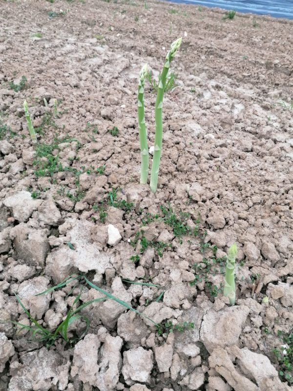 Asperges Bio Lugnez - Blanches 1ère Cat.